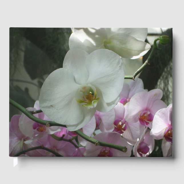 Weiße und Lila Orchideen Gästebuch (Vorderseite)