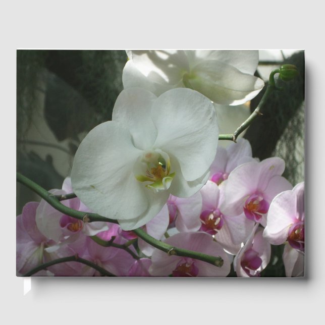 Weiße und Lila Orchideen Gästebuch (Vorderseite)