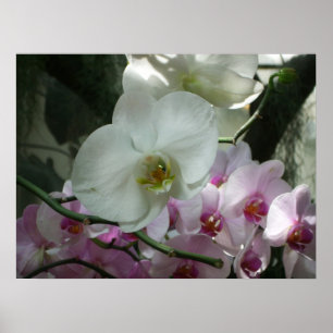 Weiße und Lila Orchideen Poster