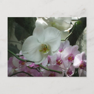 Weiße und Lila Orchideen Postkarte