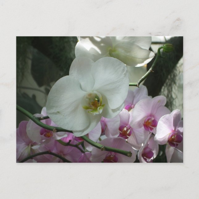 Weiße und Lila Orchideen Postkarte (Vorderseite)