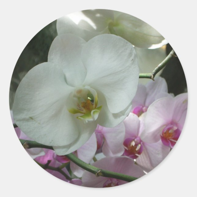Weiße und Lila Orchideen Runder Aufkleber (Vorderseite)