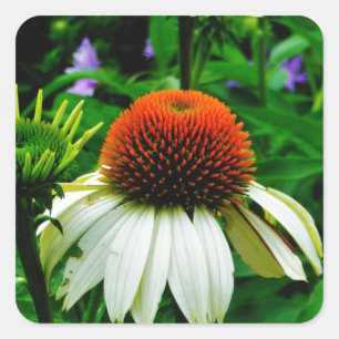 Weiße und orange KoneBlumen Quadratischer Aufkleber