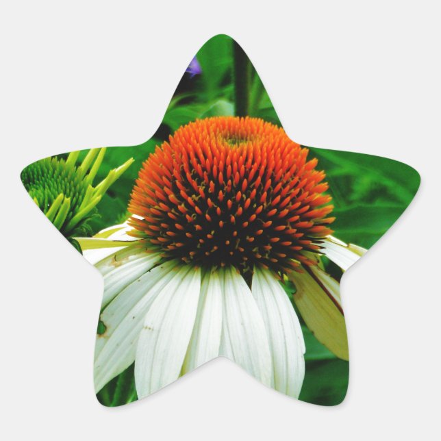 Weiße und orange KoneBlumen Stern-Aufkleber (Vorderseite)