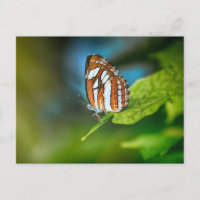 Weiße und orangefarbene Schmetterlinge