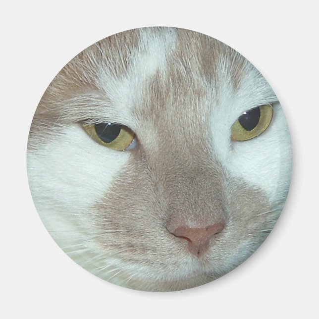 Weiße und orangefarbene Tabby-Katze Magnet (Vorne)