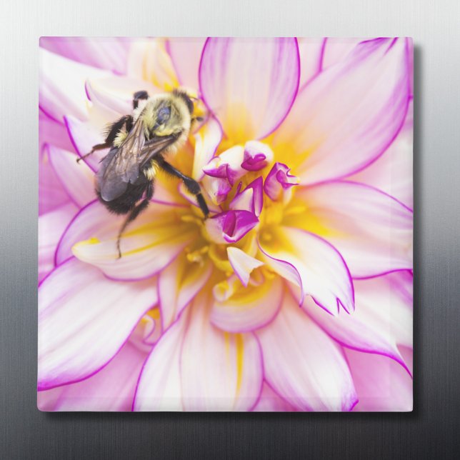 Weiße und rosa Dahlia mit Hummel Magnet (Von Creator hochgeladen)