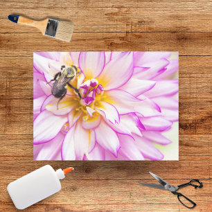 Weiße und rosa Dahlie mit Hummel-Seidenpapier Seidenpapier
