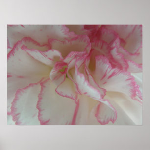 Weiße und rosa Nelkendruck Poster