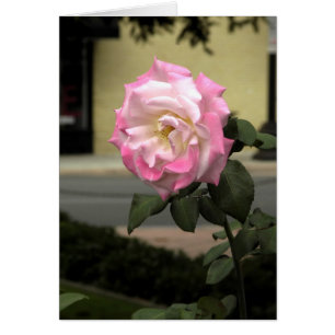 Weiße und rosa Rose