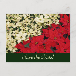 Weiße und rote Poinsettias Save the Date Postkarte