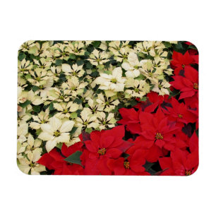 Weiße und rote Weihnachtssterne I Festliche Blumen Magnet