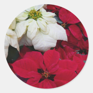 Weiße und rote Weihnachtssterne II Weihnachtsfeier Runder Aufkleber