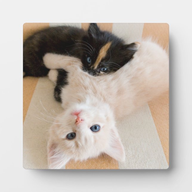 Weiße und schwarze Kätzchen Fotoplatte (Vorderseite)