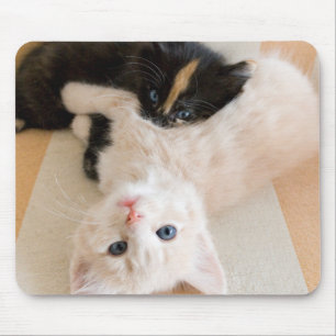 Weiße und schwarze Kätzchen Mousepad