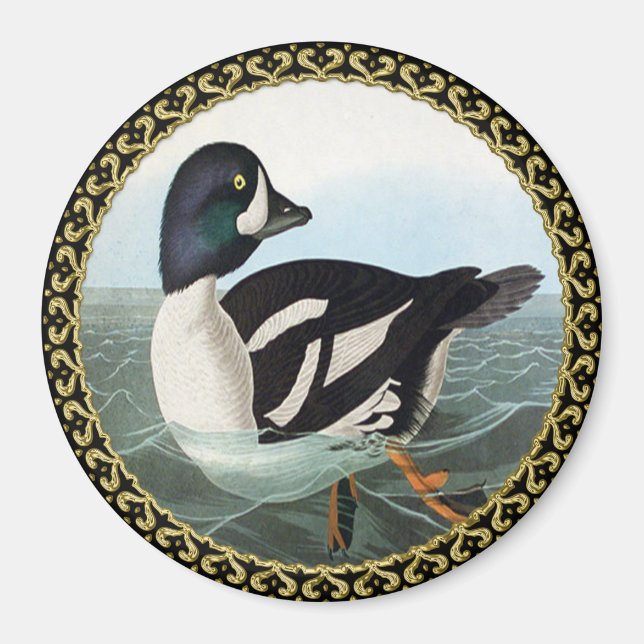 Weiße und schwarze Stockenten schwimmen im Wasser Magnet (Vorne)