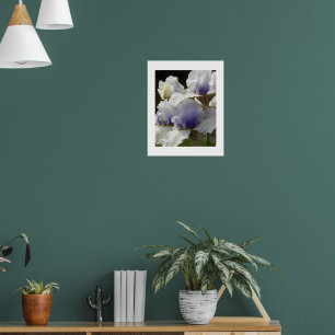 Weiße und violette Schwertlilienblüten Floral Poster