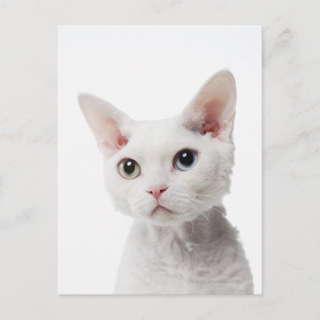 Weiße, ungerade mit Augen Katze 2 Postkarte (Vorderseite)