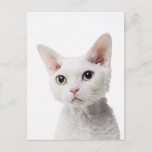 Weiße, ungerade mit Augen Katze 2 Postkarte