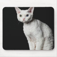 Weiße, ungerade mit Augen Katze 3