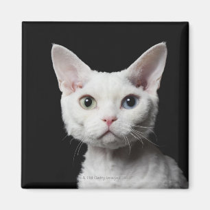 Weiße, ungerade mit Augen Katze Magnet