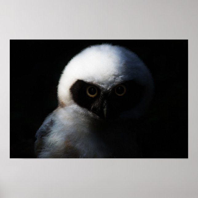 Weiße, verschwommene Eule mit durchbohrtem Blick Poster (Vorne)