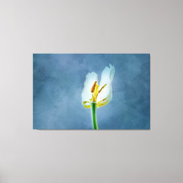 Weiße, verwelkende TulpenBlume Leinwanddruck