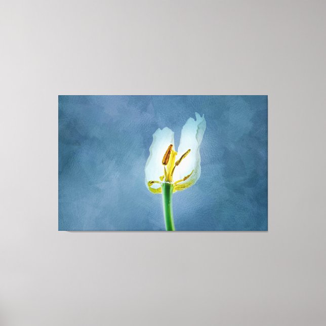 Weiße, verwelkende TulpenBlume Leinwanddruck (Vorderseite)