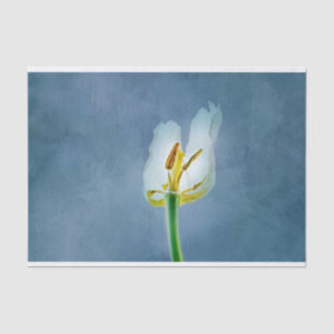 Weiße, verwelkende TulpenBlume Seidenpapier