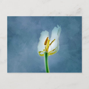 Weiße verwelkende Tulpenblüte Postkarte