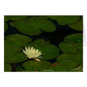 Weiße Wasserlilie I Friedliche Blumenfotografie