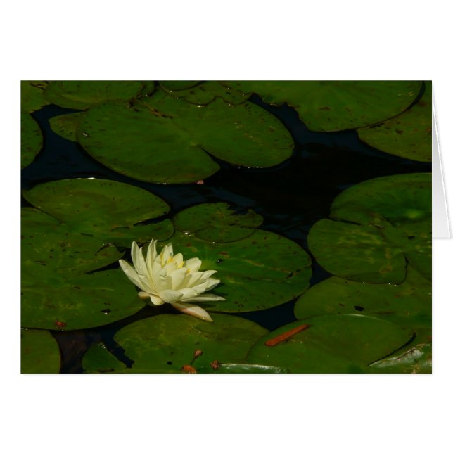 Weiße Wasserlilie I Friedliche Blumenfotografie (Vorderseite (Horizontal))