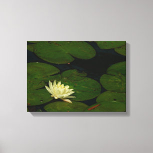 Weiße Wasserlilie I Friedliche Blumenfotografie Leinwanddruck
