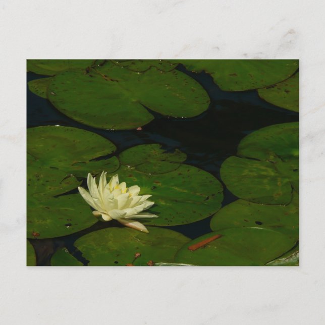 Weiße Wasserlilie I Friedliche Blumenfotografie Postkarte (Vorderseite)