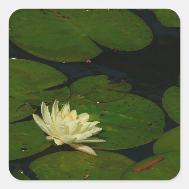 Weiße Wasserlilie I Friedliche Blumenfotografie Quadratischer Aufkleber (Vorderseite)