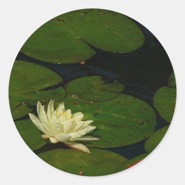 Weiße Wasserlilie I Friedliche Blumenfotografie Runder Aufkleber (Vorderseite)