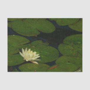 Weiße Wasserlilie I Friedliche Blumenfotografie Seidenpapier