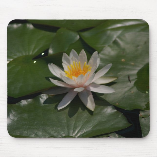 Weiße Wasserlilie Mousepad (Vorne)