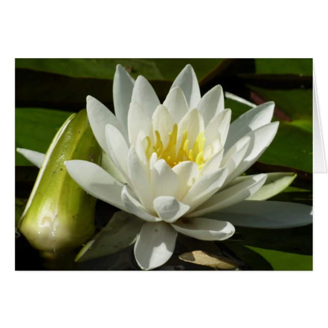 Weiße Wasserlilie und Blüten (Vorderseite (Horizontal))