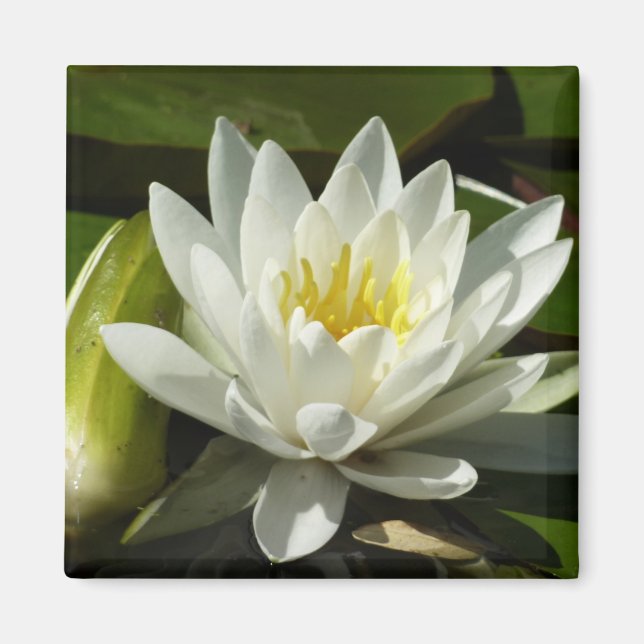Weiße Wasserlilie und Blüten Magnet (Vorne)