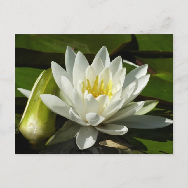 Weiße Wasserlilie und Blüten Postkarte (Vorderseite)