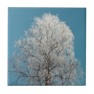 Weiße Weidenbäume gegen wolkenlosen blauen Himmel Fliese