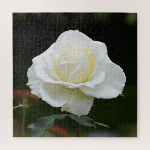 Weiße Weihnachtsrose floral