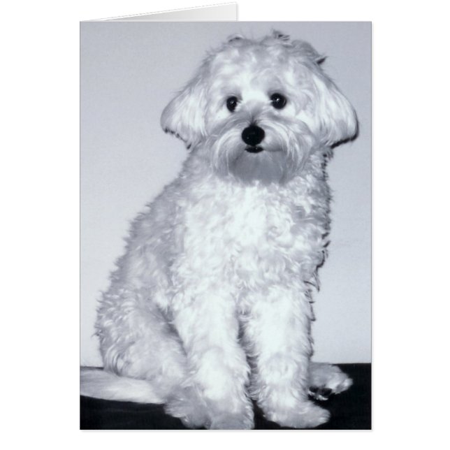 Weiße Welpen-Pose (Vorne)