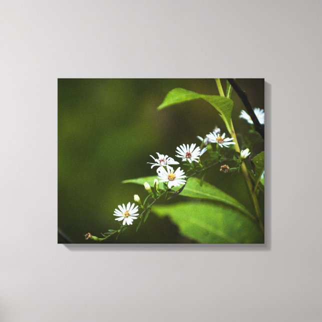 Weiße Wildblume Leinwanddruck (Vorderseite)