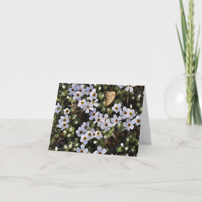 Weiße Wildblume Notecard Karte (Vorderseite)