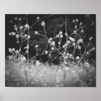 Weiße Wildblume Schwarz und Weiß