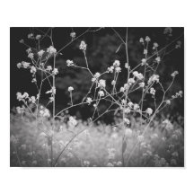 Weiße Wildblume Schwarz und Weiß