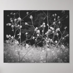 Weiße Wildblume Schwarz und Weiß Poster