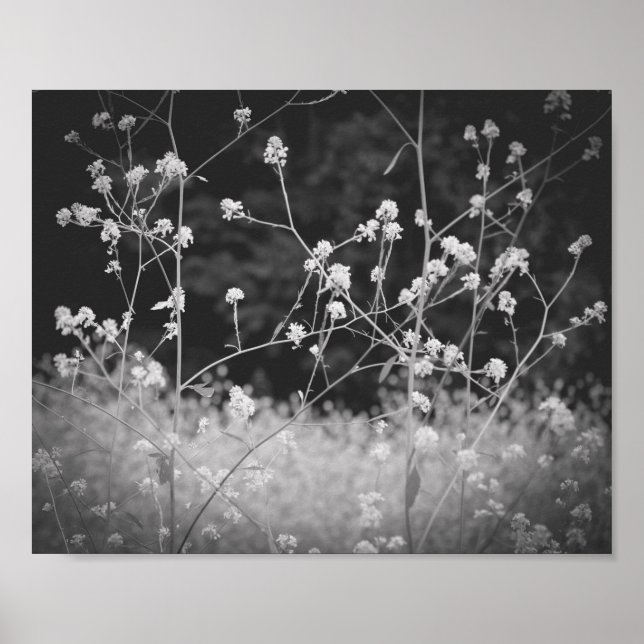 Weiße Wildblume Schwarz und Weiß Poster (Vorne)
